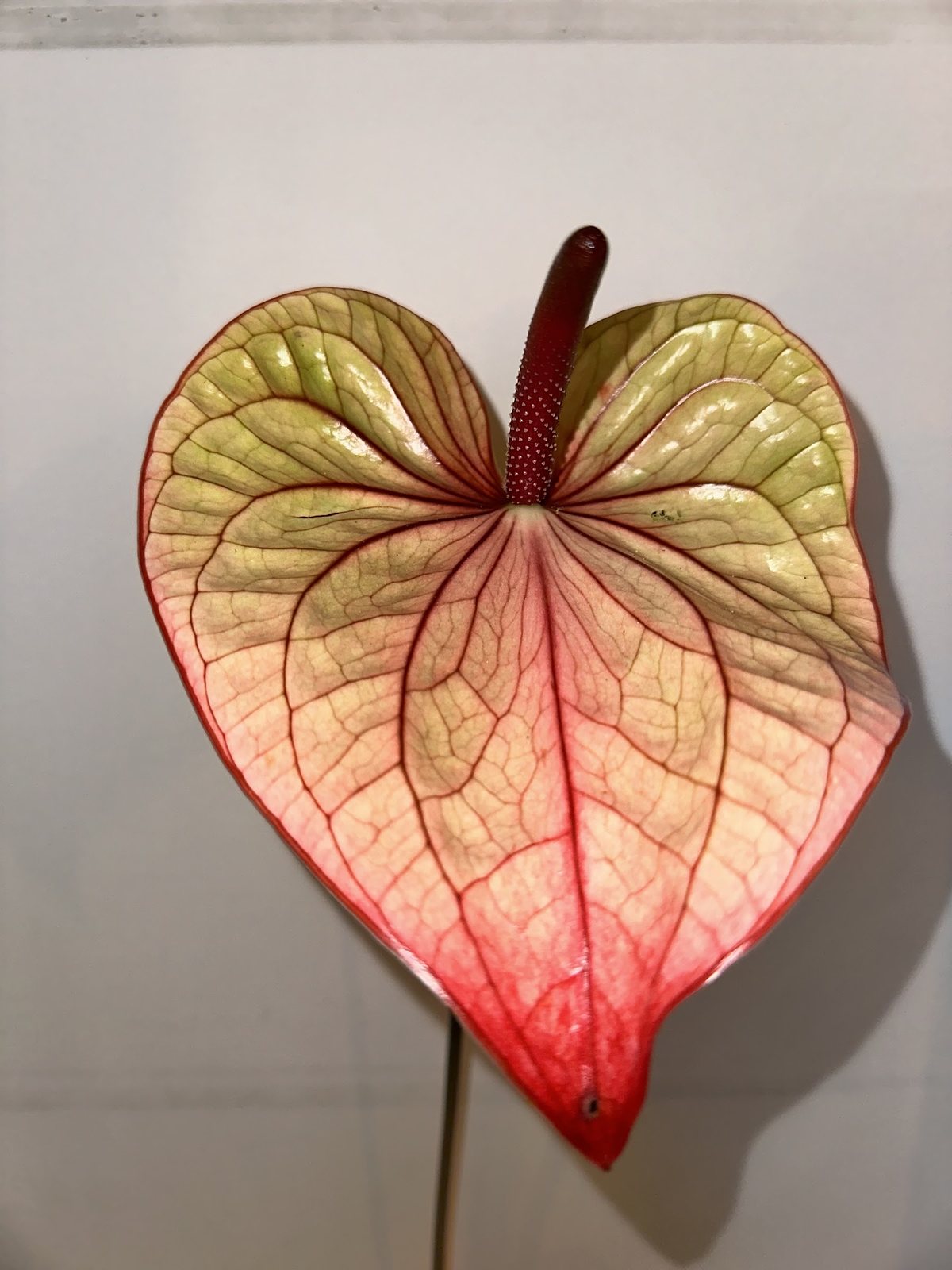 Anthurium veiné de rose et de vert, photographié en contre-jour