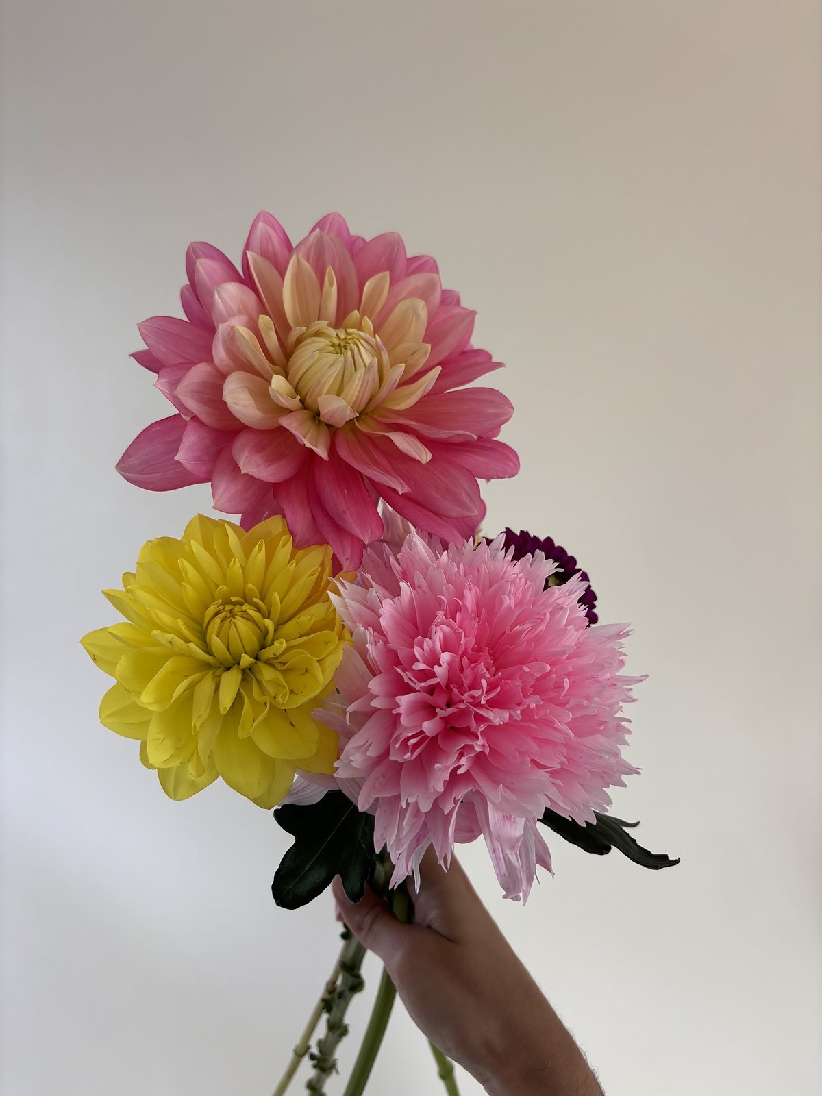 Dahlia jaune et dahlia rose côte à côte, tiges nues