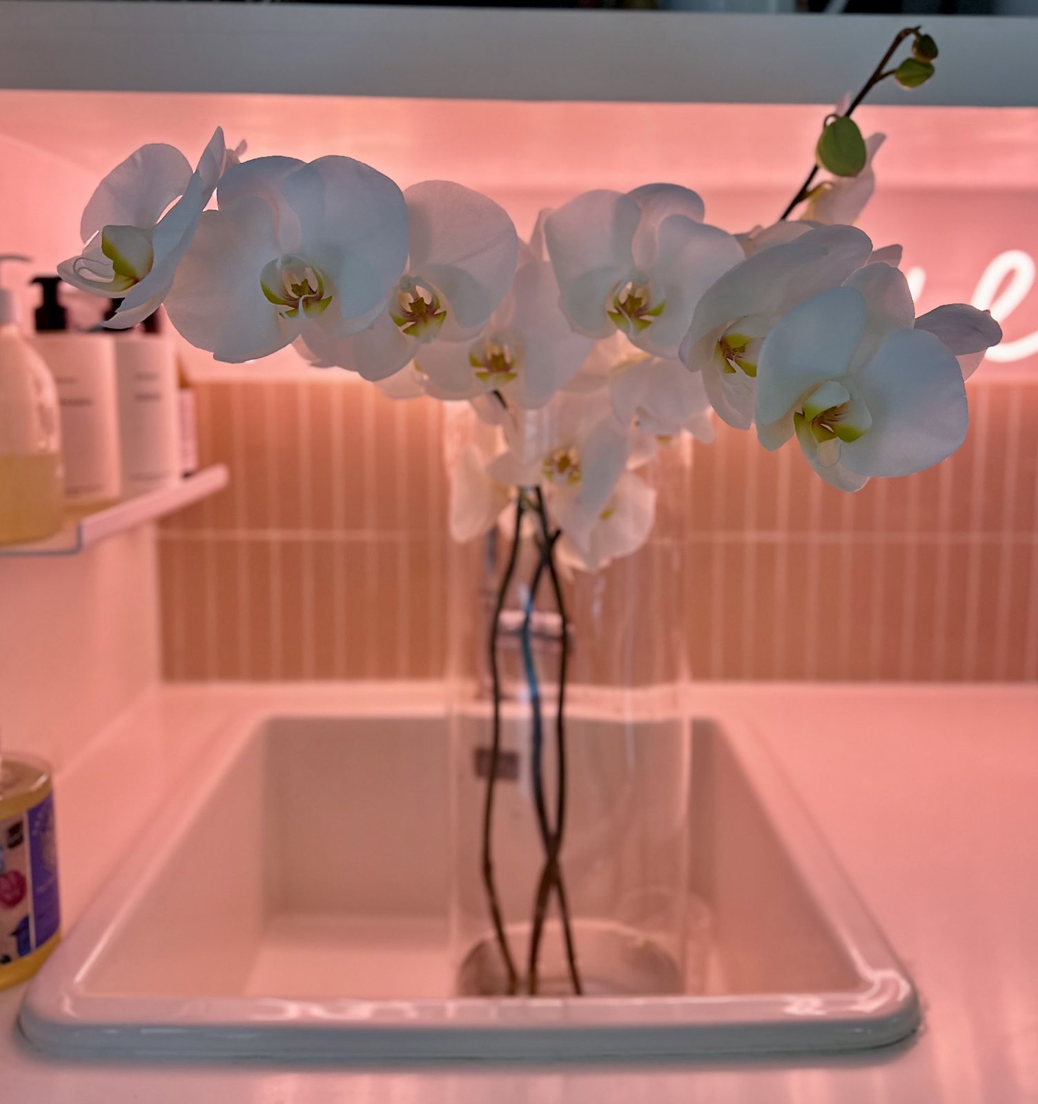 Orchidées blanches alignées dans une vasque, sur fond rose