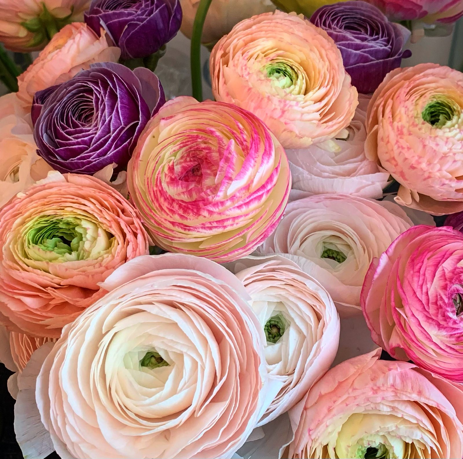 Gros plan de renoncules roses et pêche aux pétales serrés