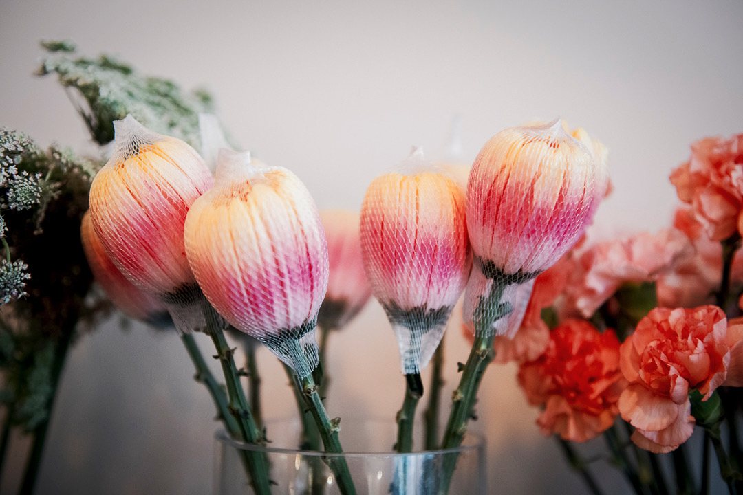 Tulipes perroquet roses et blanches en gros plan
